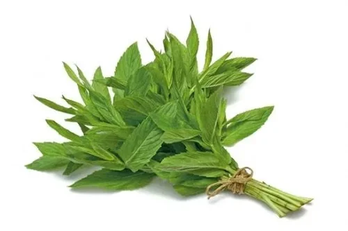 Mint
