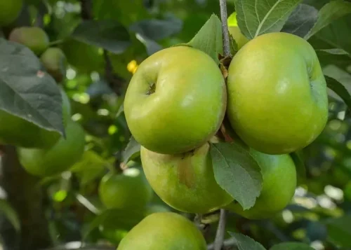 Green Apple